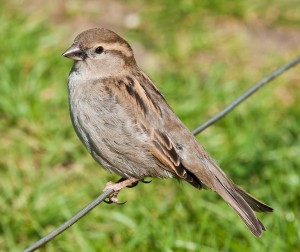 House_Sparrow,_England_-_May_09