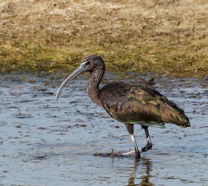 A Glossy Ibis