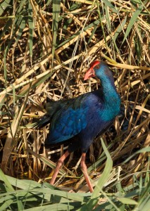 A  Purple Swamphen seen feeding on the succulent reed shoots