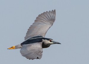 Black-crowned Night Heron