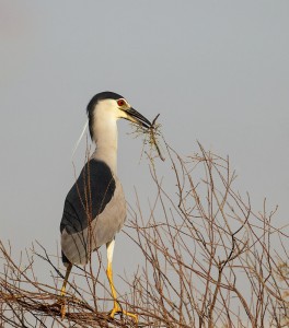 Black-crowned Night Heron busy nest building