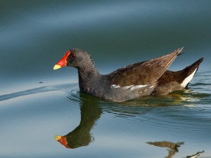 Common Moorhen