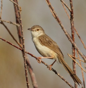 Graceful Prinia