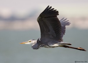 Grey Heron