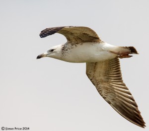 Gull species to be confirmed