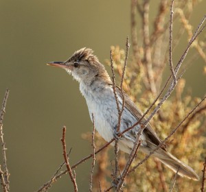 Indian Reed Warbler