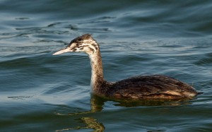 Juvenile Great Crested Grebe