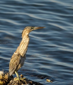 Little Bittern juvenile