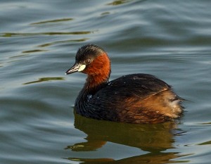 Little Grebe