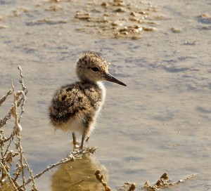 One of a pair of Black-winged Stilt chicks seen