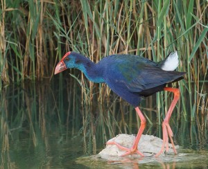 Purple Swamphen