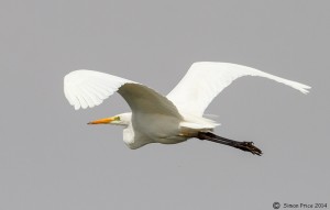 Western Great Egret