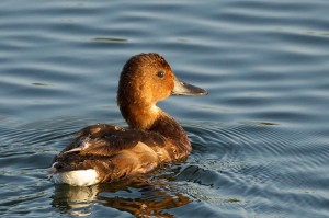 female Ferruginous Duck