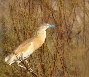 magnificent Squacco Heron